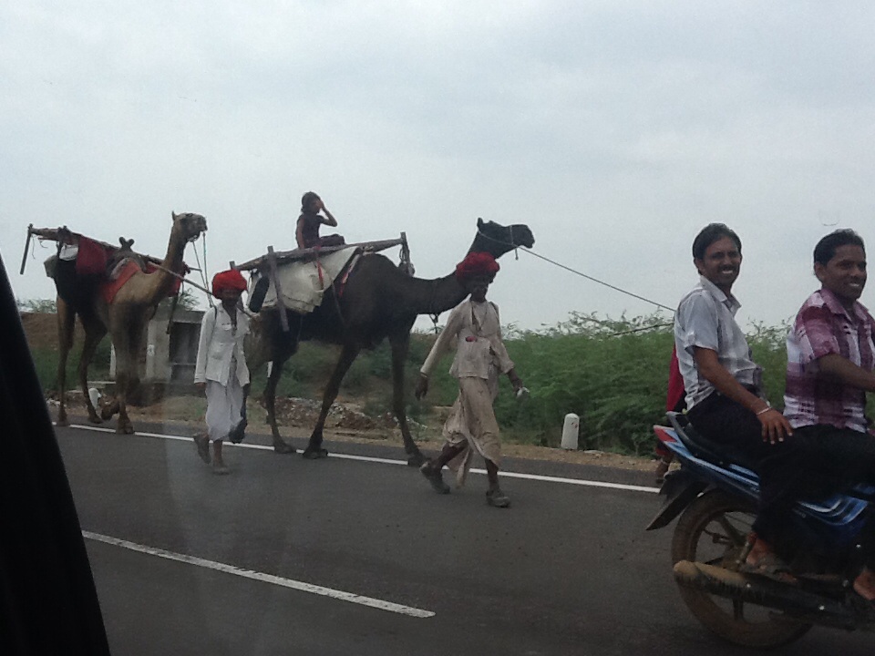 A herd of camels on the road to Udaipur